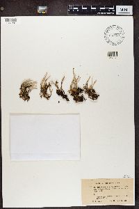 Cladonia ecmocyna image