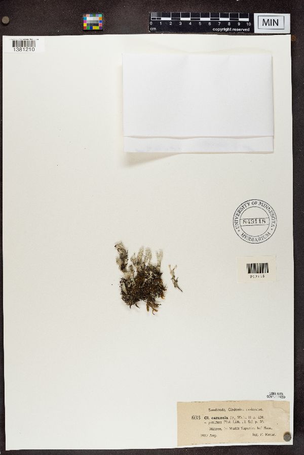 Cladonia carneola f. prolifera image