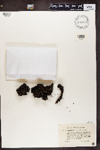 Cladonia incrassata image