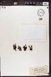 Cladonia verticillata var. evoluta image