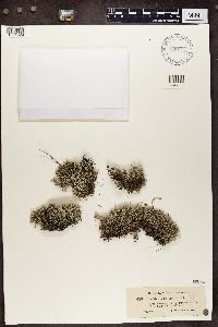 Cladina arbuscula subsp. mitis image