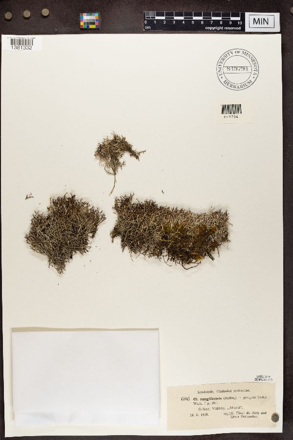 Cladonia pertricosa image
