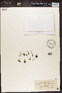 Cladonia decorticata image