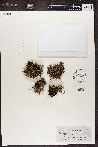 Cladonia surrecta image
