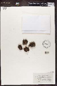 Cladonia crispata image