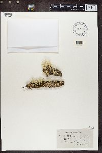 Cladonia carneola image