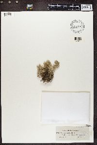 Cladonia alpestris image