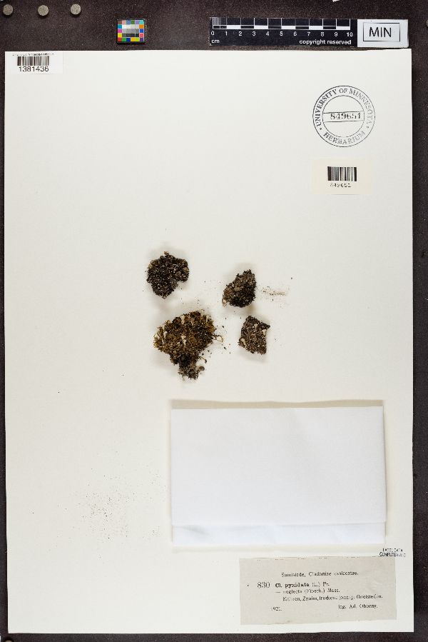 Cladonia pyxidata f. neglecta image