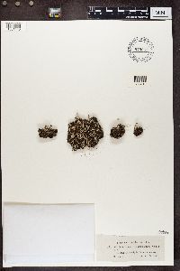 Cladonia decorticata image