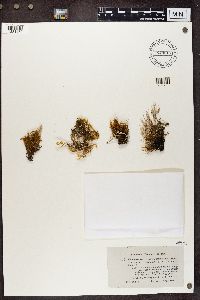 Cladonia surrecta image