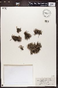 Cladonia subrangiformis image