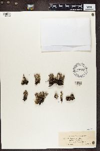 Cladonia degenerans f. euphorea image