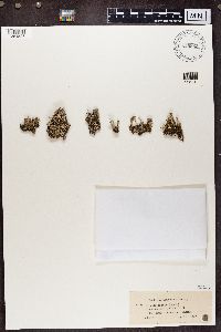 Cladonia chlorophaea f. costata image