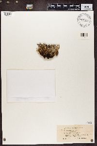 Cladonia crispata var. cetrariiformis image