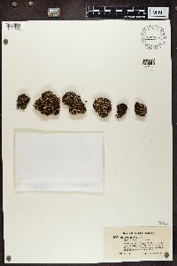 Cladonia pyxidata f. neglecta image