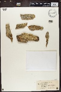 Cladonia bacilliformis image