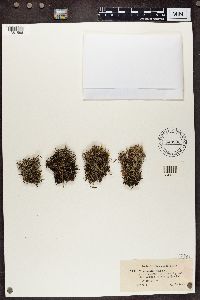 Cladonia crispata var. cetrariiformis image
