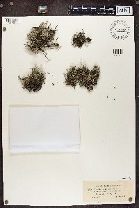 Cladonia mitis image