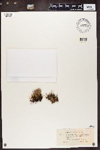 Cladonia surrecta image