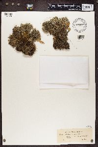 Cladonia stellaris image