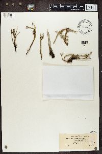 Cladonia gracilis image