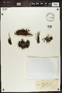 Cladonia cyanipes image