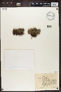 Cladonia sylvatica f. subspumosa image