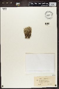 Cladonia sylvatica f. subspumosa image