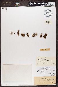 Cladonia botryocarpa image