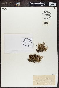 Cladonia subrangiformis image