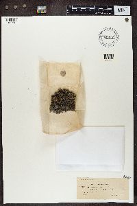 Cladonia mitrula f. imbricatula image