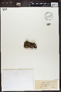 Cladonia ramulosa image