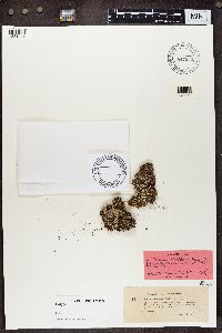 Cladonia floridana image
