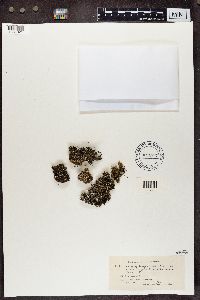 Cladonia symphycarpia image