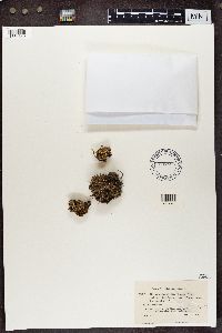 Cladonia symphycarpia image