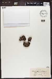 Cladonia verticillata image