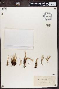 Cladonia ecmocyna image