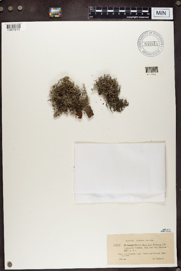 Cladonia tenuis f. soralifera image