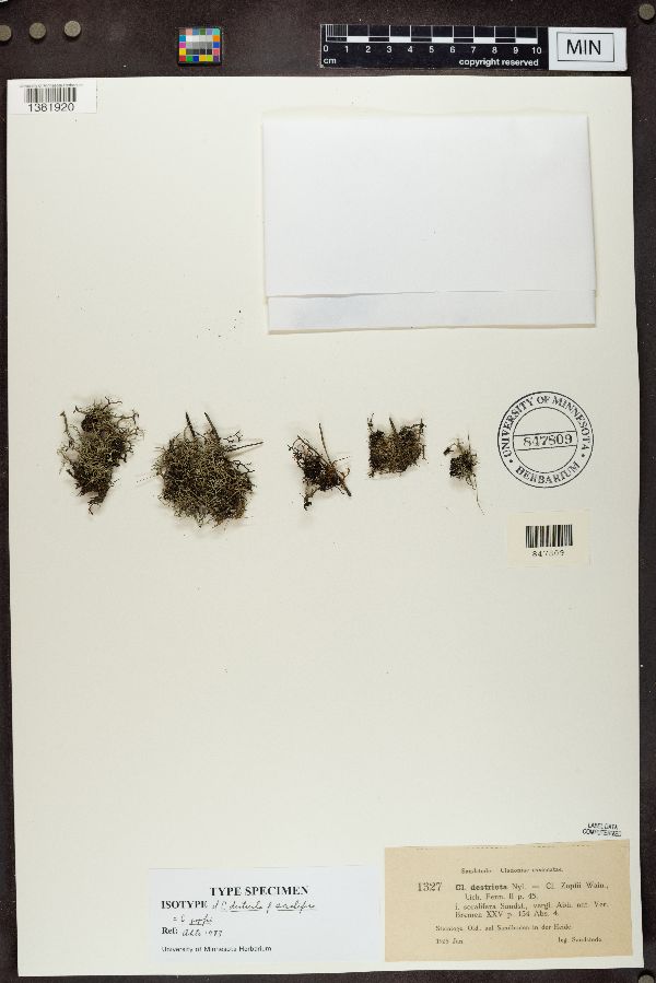 Cladonia zopfii image