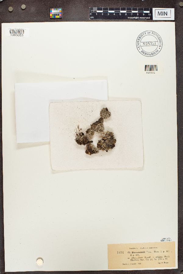 Cladonia beaumontii image
