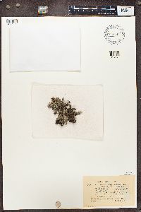 Cladonia subcrispata image