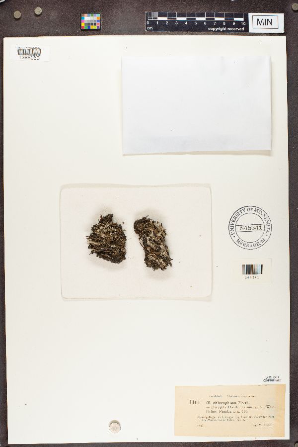 Cladonia chlorophaea f. pterygota image