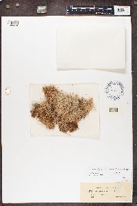 Cladonia pycnoclada image