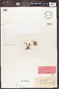Cladonia furfuracea image
