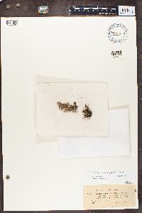 Cladonia subcrispata image
