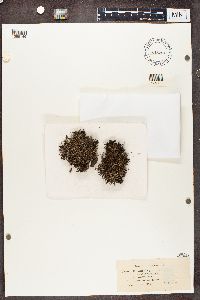 Cladonia crispata image