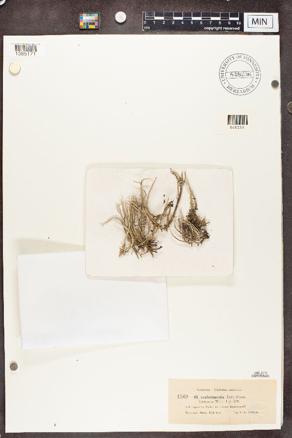 Cladonia scabriuscula image