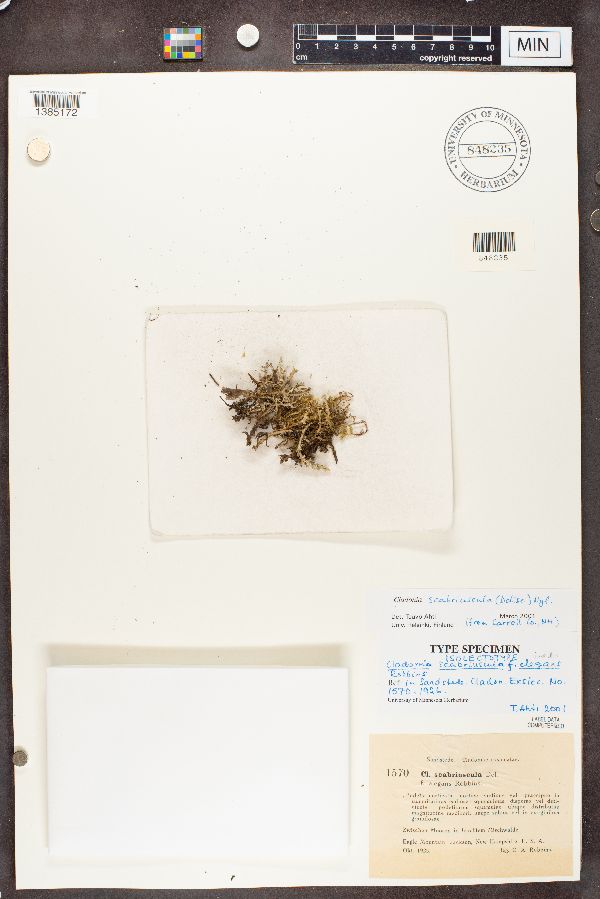 Cladonia scabriuscula f. elegans image
