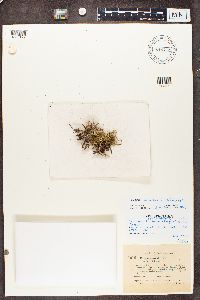 Cladonia scabriuscula image