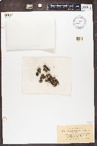 Image of Cladonia apodocarpa